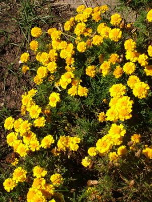 Tagetes patula (copetes, clavel japonés)